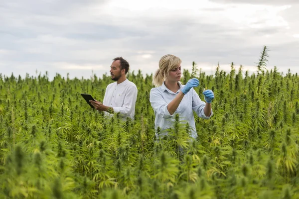 マリファナ畑でCbd大麻の植物を観察し、書き込み2人 — ストック写真