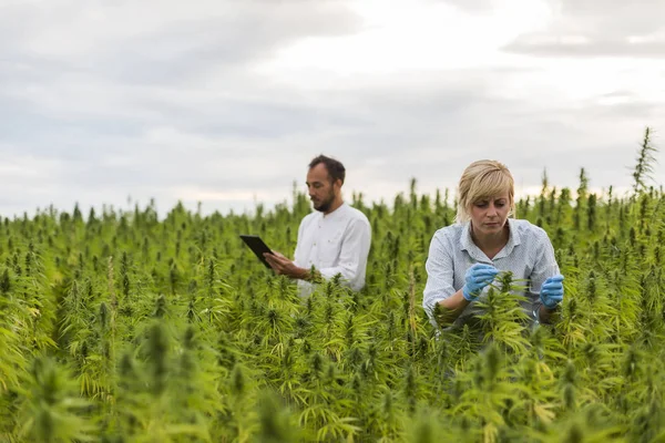 Zwei Personen beobachten cbd Hanfpflanzen auf Marihuanafeld und schreiben — Stockfoto