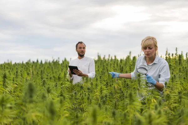 Deux personnes observant des plantes de chanvre CBD sur le champ de marijuana avec mag — Photo