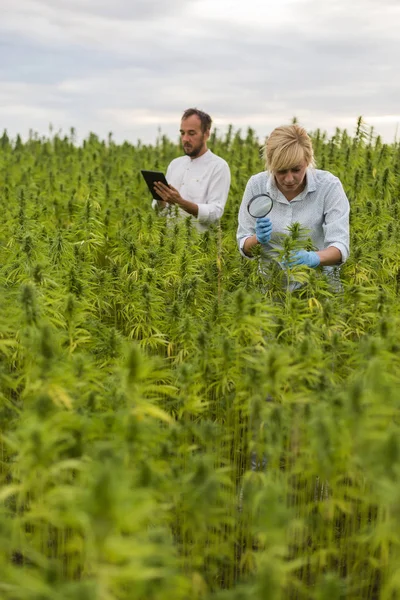 Deux personnes observant des plantes de chanvre CBD sur le champ de marijuana avec mag — Photo