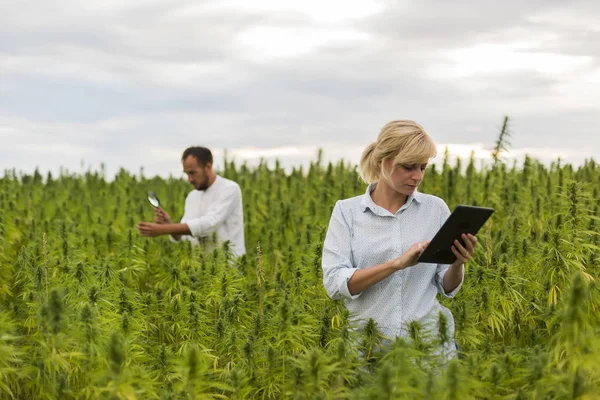 Deux personnes observant des plantes de chanvre CBD sur le champ de marijuana avec mag — Photo