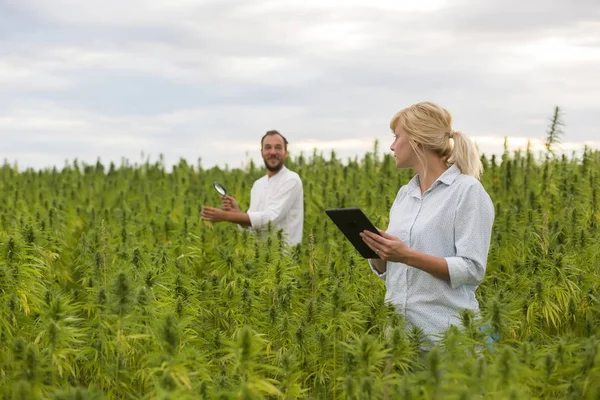 Deux personnes observant des plantes de chanvre CBD sur le champ de marijuana avec mag — Photo