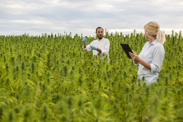 Dos personas observando plantas de cáñamo CBD en el campo de marihuana y escrito — Foto de Stock