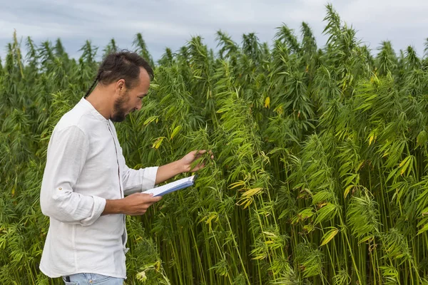 Mann beobachtet cbd Hanfpflanzen und macht sich Notizen. — Stockfoto