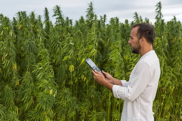 Mann beobachtet Cannabis-Pflanzen und macht sich Notizen in Tablette. — Stockfoto