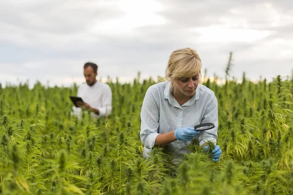 Deux personnes observant des plantes de chanvre CBD sur le champ de marijuana avec mag — Photo