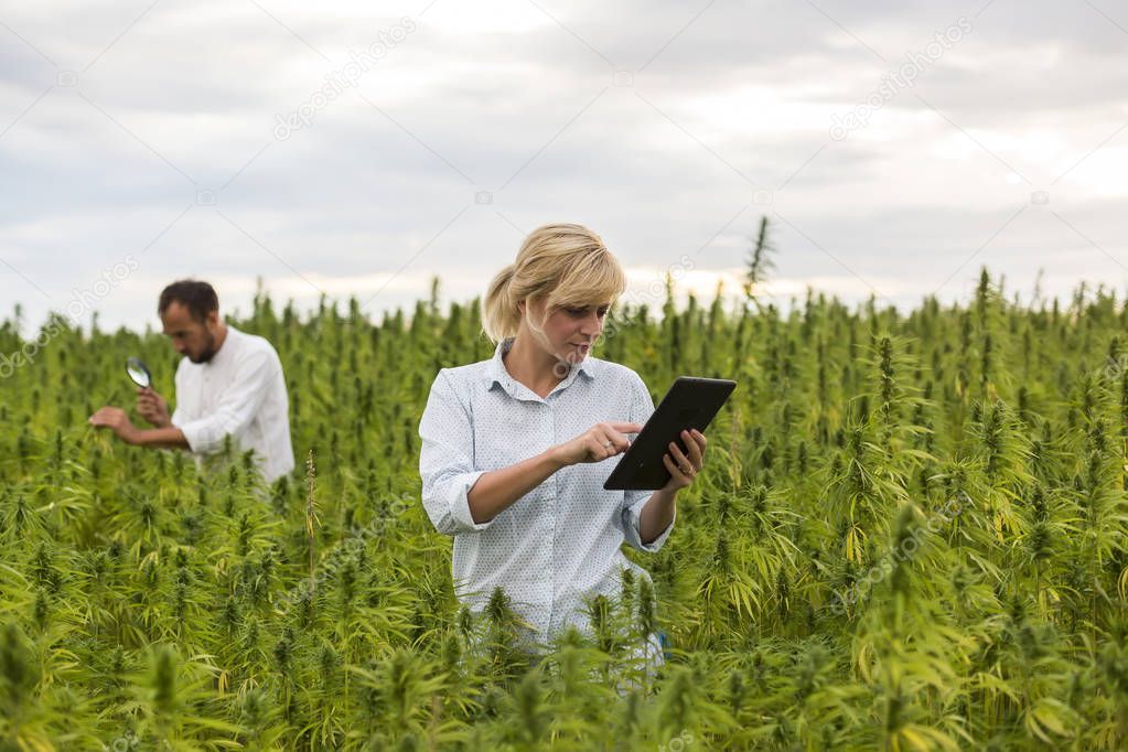 Two people observing CBD hemp plants on marijuana field with mag