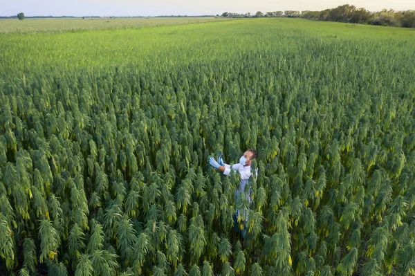 Areal shoot of Scientist met Vergrootglas observeer CBD hennepplanten op marihuana veld — Stockfoto