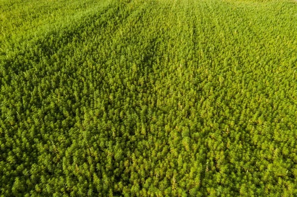 Amplia vista aérea de un hermoso campo de cáñamo CBD marihuana — Foto de Stock