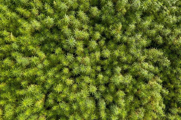 Güzel bir marihuana Cbd kenevir tarlasının havadan görünüşü
