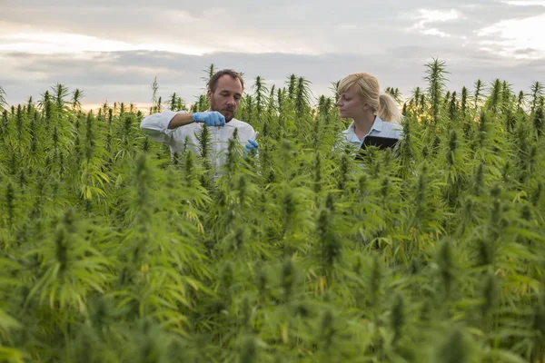 Deux personnes observant des plants de chanvre CBD sur un champ de marijuana et un bref — Photo