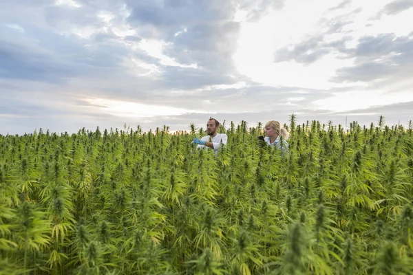 Deux personnes observant des plants de chanvre CBD sur un champ de marijuana et un bref — Photo