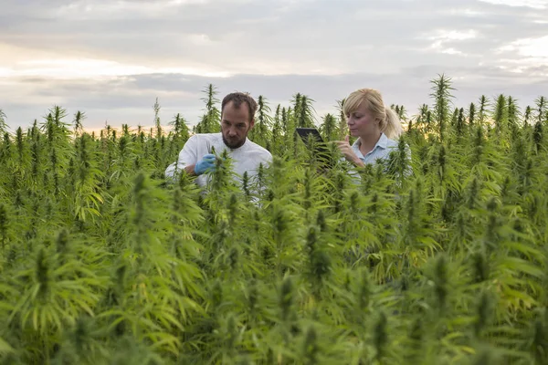 Zwei Personen beobachten cbd Hanfpflanzen auf Marihuanafeld und schreiben — Stockfoto