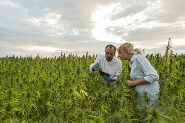 Deux personnes observant des bourgeons de chanvre CBD et des résultats d'écriture satisfaits — Photo