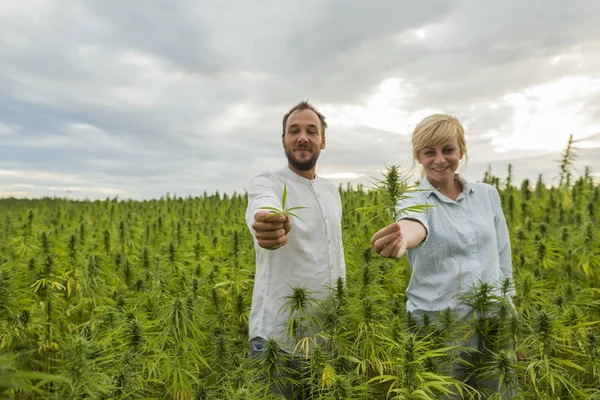 Homme et femme debout dans la marijuana CBD chanvre plantes champ et ho — Photo