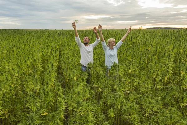 Homme et femme debout dans la marijuana CBD chanvre plantes champ et ho — Photo