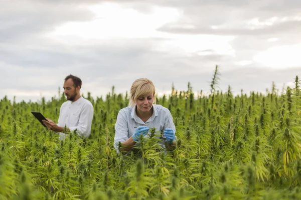 Marihuana alanında Cbd kenevir bitkileri gözlemleyerek iki kişi ve ferman — Stok fotoğraf