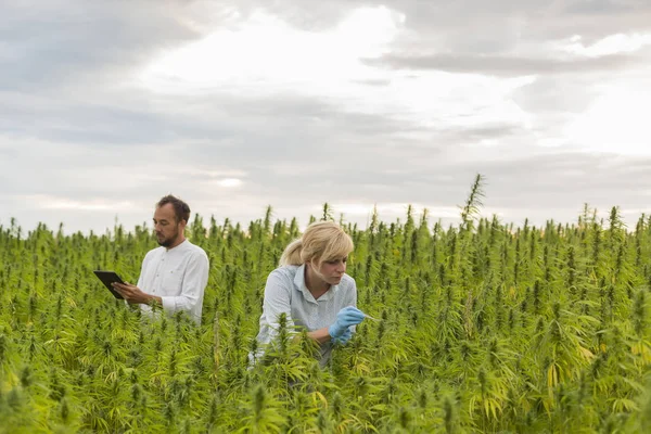 Marihuana alanında Cbd kenevir bitkileri gözlemleyerek iki kişi ve ferman — Stok fotoğraf