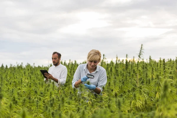 Mag ile marihuana alanında Cbd kenevir bitkileri gözlemleyerek iki kişi — Stok fotoğraf