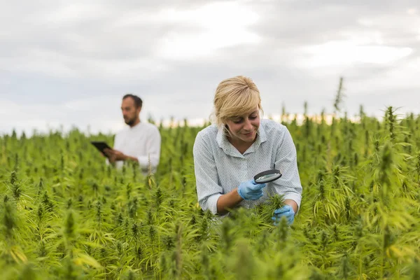 Mag ile marihuana alanında Cbd kenevir bitkileri gözlemleyerek iki kişi — Stok fotoğraf