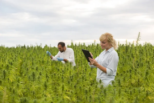 Deux personnes observant des plants de chanvre CBD sur un champ de marijuana et un bref — Photo