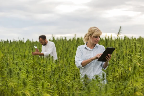 Mag ile marihuana alanında Cbd kenevir bitkileri gözlemleyerek iki kişi — Stok fotoğraf