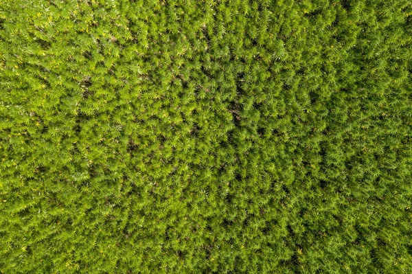 Flygfoto över en vacker marijuana Cbd hampa fält — Stockfoto