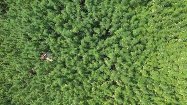 栽培されたCbd麻の植物のフィールドに飛び込むヒッピーの女の子の空中撮影 楽しい時間 — ストック動画