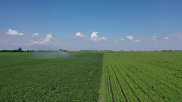 Luchtopname Van Irrigatiesproeiapparaten Die Bebouwde Velden Het Platteland Bevloeien — Stockvideo