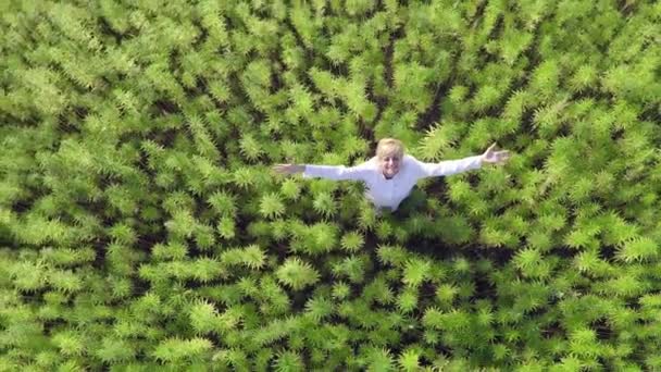 Zdjęcie Lotnicze Naukowca Polu Szczęśliwego Rozprzestrzeniania Broni Zadowolony Roślin Konopi — Wideo stockowe