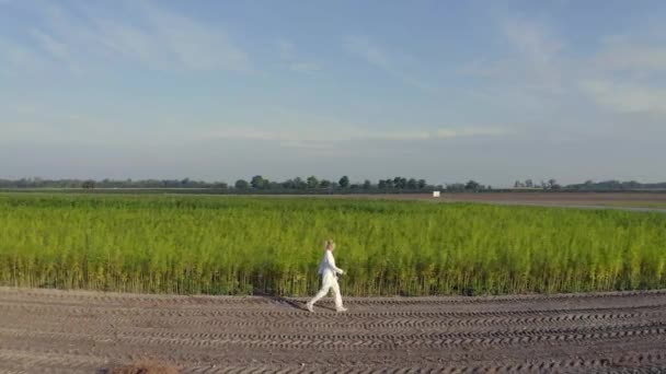 空中拍摄的科学家走在耕地里观察花椰菜植物 药用和娱乐性大麻植物种植 — 图库视频影像