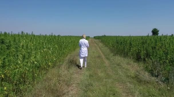 Tiro Aéreo Cientista Andando Por Campos Cultivados Observando Plantas Cânhamo — Vídeo de Stock