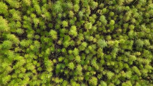 空中俯瞰从特写镜头到广阔的美丽的Cbd大麻场 药用和娱乐性大麻植物种植 — 图库视频影像