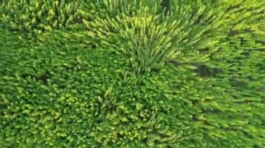 Rüzgardan etkilenmiş güzel marihuana Cbd kenevir tarlasının uçuk hava manzarası. Tıbbi ve eğlence amaçlı marihuana bitkileri yetiştirme.