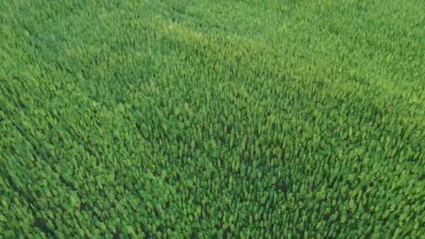 Вид Воздуха Красивое Поле Конопли Cbd Марихуаны Открывающее Горизонт Закате — стоковое видео