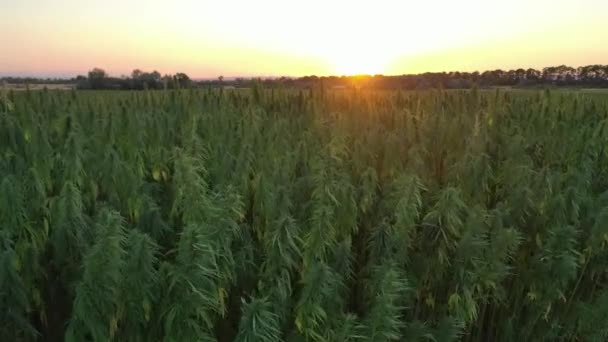 Luchtfoto Van Een Prachtige Cbd Hennep Planten Die Horizon Veld — Stockvideo