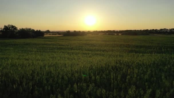 Weite Luftaufnahme Eines Schönen Cbd Hanffeldes Bei Sonnenuntergang Anbau Medizinischer — Stockvideo