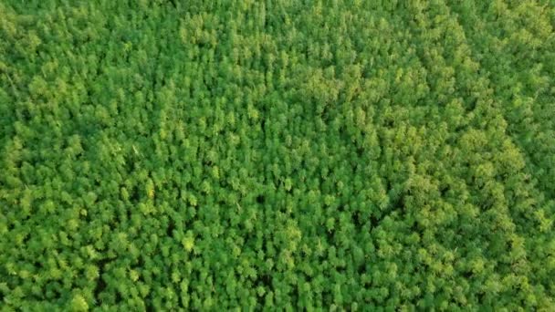 Bred Antenn Solnedgång Utsikt Över Vacker Cbd Hampa Fält Odling — Stockvideo