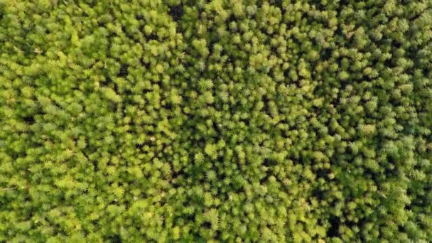 Широкий Вид Сверху Красивое Поле Конопли Cbd Лечебное Рекреационное Выращивание — стоковое видео