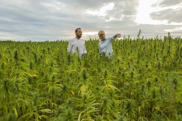 Frau zeigt Mann cbd-Hanffarm. — Stockfoto