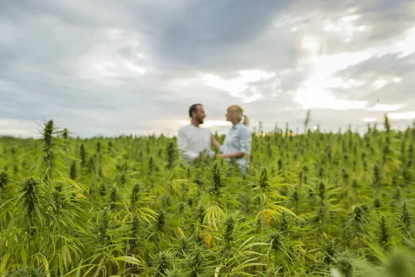 Homme et femme debout fièrement dans leur plante de chanvre CBD marijuana — Photo
