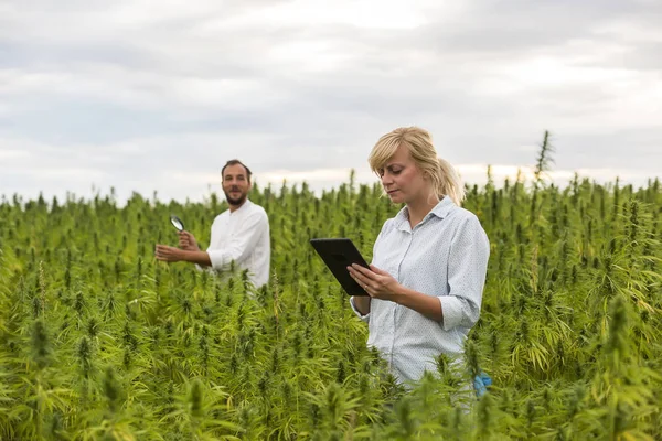 Mag ile marihuana alanında Cbd kenevir bitkileri gözlemleyerek iki kişi — Stok fotoğraf