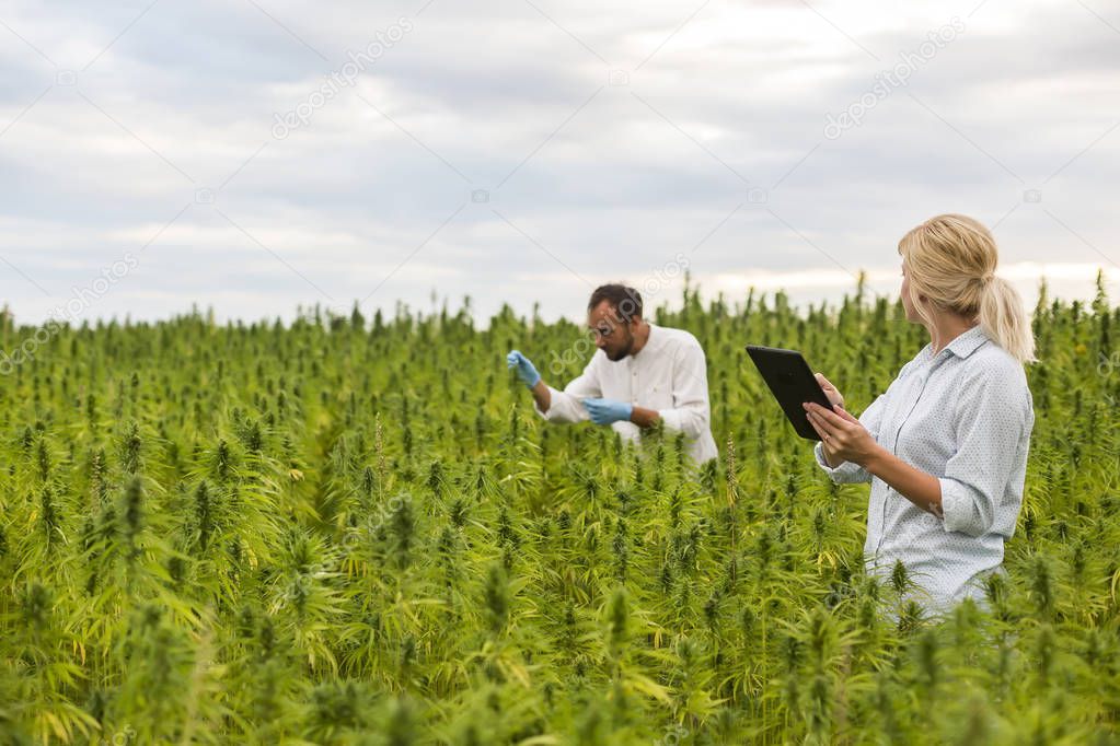 Two people observing CBD hemp plants on marijuana field and writ