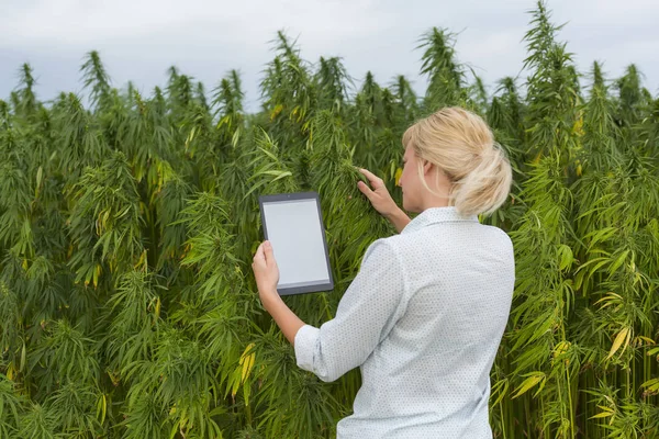 Kadın Cbd kenevir bitkileri gözlemleyerek ve tablet notlar alarak. — Stok fotoğraf