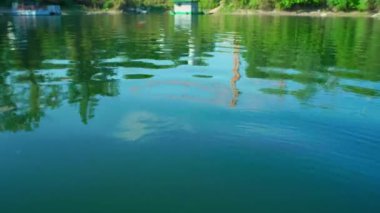 Balıklar Tuna Nehri 'nde sığ sularda yüzer.