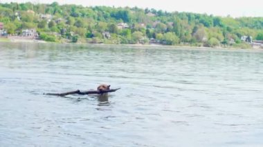 Altın Labrador köpeği Tuna nehrinde büyük bir sopa yakalıyor. O mutlu ve neşeli..