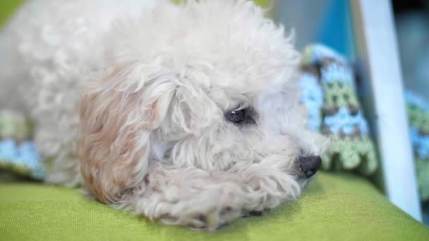 Bichon Frise Cachorro Deitado Poltrona Verde — Vídeo de Stock