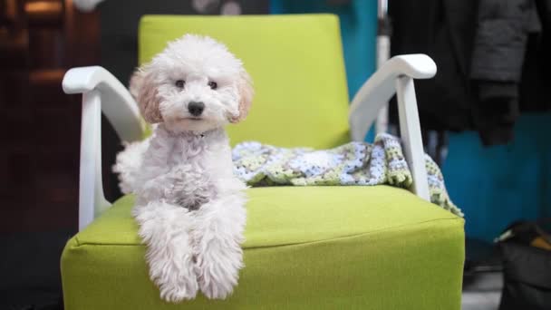 Bichon Friterad Valp Hoppar Från Den Gröna Fåtöljen — Stockvideo