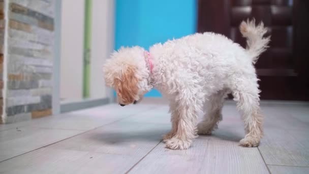 Bichon Frise Puppy Vomiting Floor — Stock Video