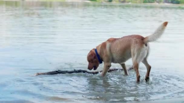 ドナウ川で大きな棒を取っている黄金のラブラドール犬 彼は幸せで遊び心がある — ストック動画